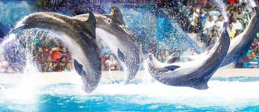 Dubai Dolphinairum