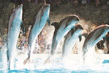 Dubai Dolphinairum